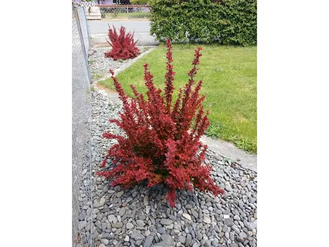 309 S Hazel Street Brookings OR 97415