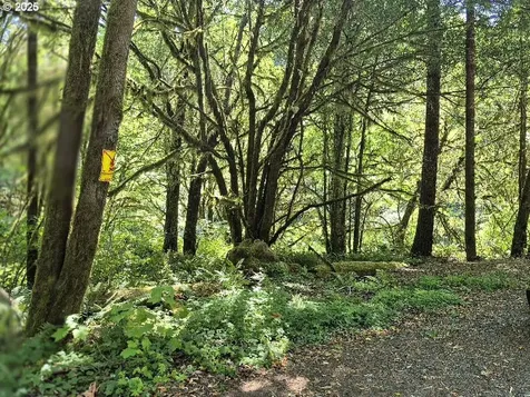 Middle Creek Road Myrtle Point OR 97458