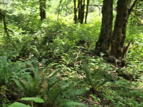 Middle Creek Road Myrtle Point OR 97458