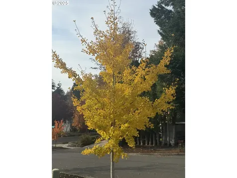 13135 SW Dartmoor Court Beaverton OR 97008