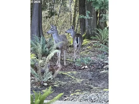 1715 NE 169th Street Ridgefield WA 98642
