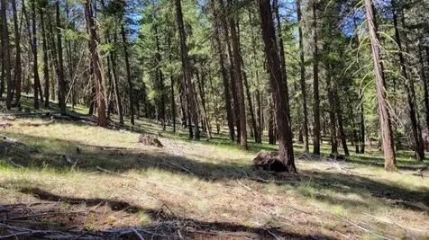 1315 NE Lofton Creek Road Prineville OR 97754