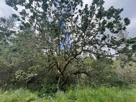 4196 E Evans Creek Road Rogue River OR 97537