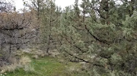 NW Jordan Avenue Prineville OR 97754