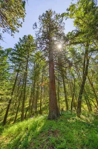 1988 Old Siskiyou Highway Ashland OR 97520