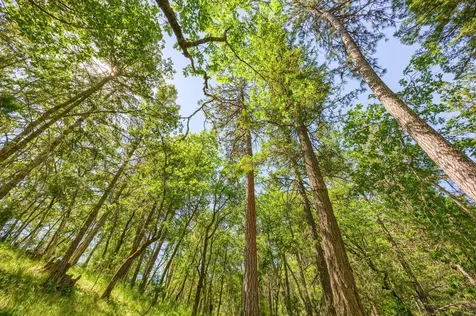 1988 Old Siskiyou Highway Ashland OR 97520