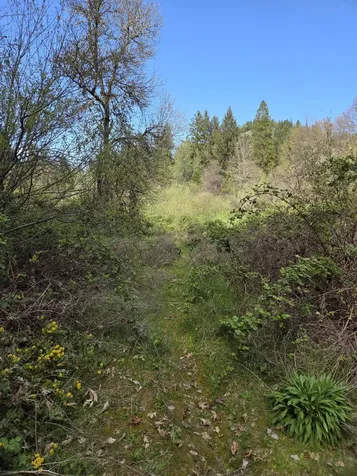 3760 Pleasant Creek Road Rogue River OR 97537