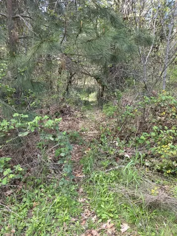 3760 Pleasant Creek Road Rogue River OR 97537