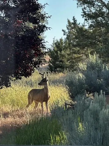 3082 NE Yellowpine Road Prineville OR 97754