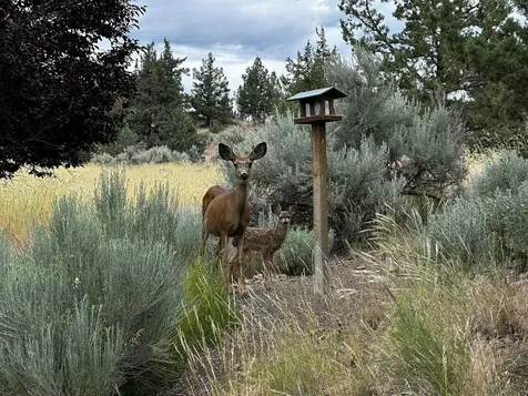 3082 NE Yellowpine Road Prineville OR 97754