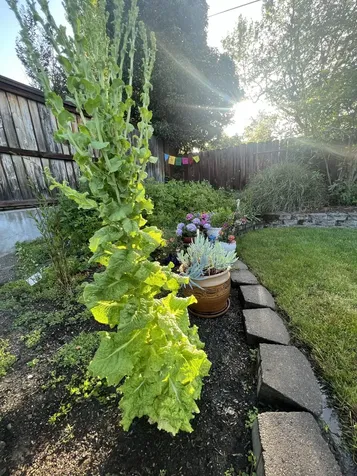 349 Lindero Avenue Medford OR 97504