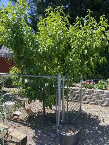 1116 Cashmere Drive Grants Pass OR 97527