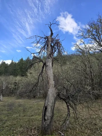 5000 Thompson Creek Road Applegate OR 97530