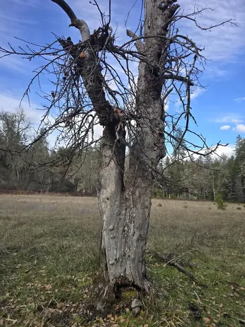 5000 Thompson Creek Road Applegate OR 97530