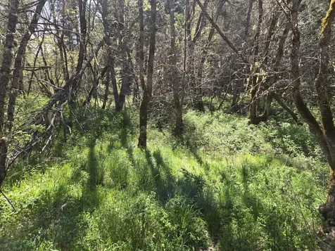 1065 Panther Gulch Road Williams OR 97544