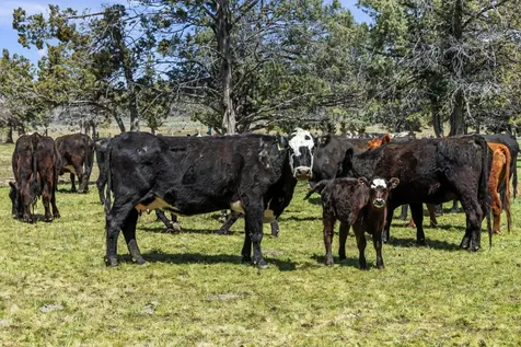 11409 Harpold Road Klamath Falls OR 97603