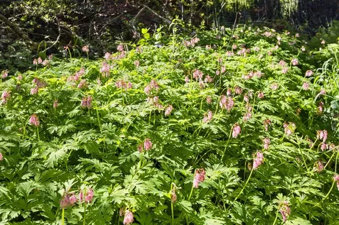 263 Oak Street Ashland OR 97520