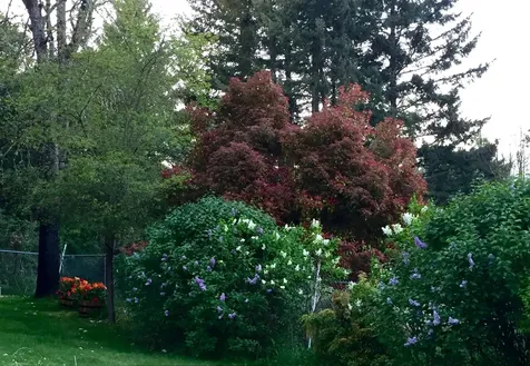 219 Bluebell Lane Grants Pass OR 97527