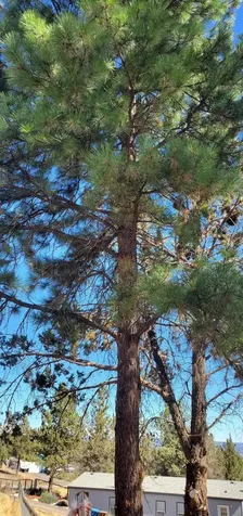 NW Circle Street Prineville OR 97754