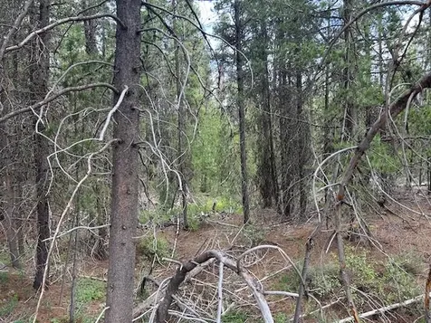 400 Highway 58 Crescent Lake OR 97733