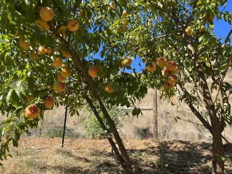 2231 Humbug Creek Road Applegate OR 97530