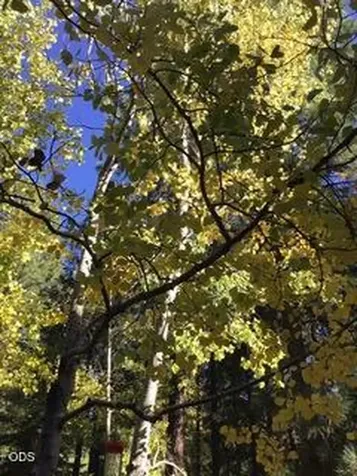 71105 Meadow Grass Circle Black Butte Ranch OR 97759