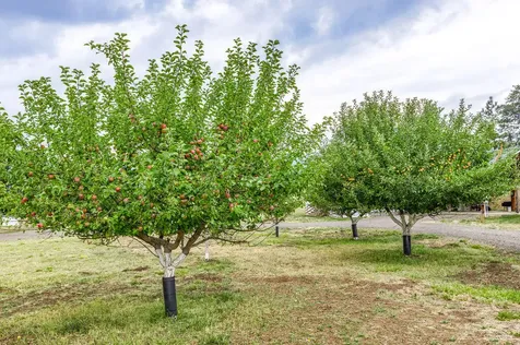 2245 Colestin Road Ashland OR 97520