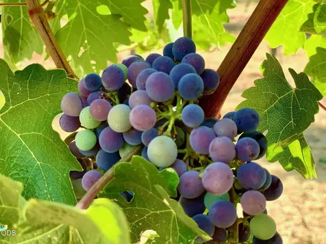 3922 Bellinger Lane Medford OR 97501