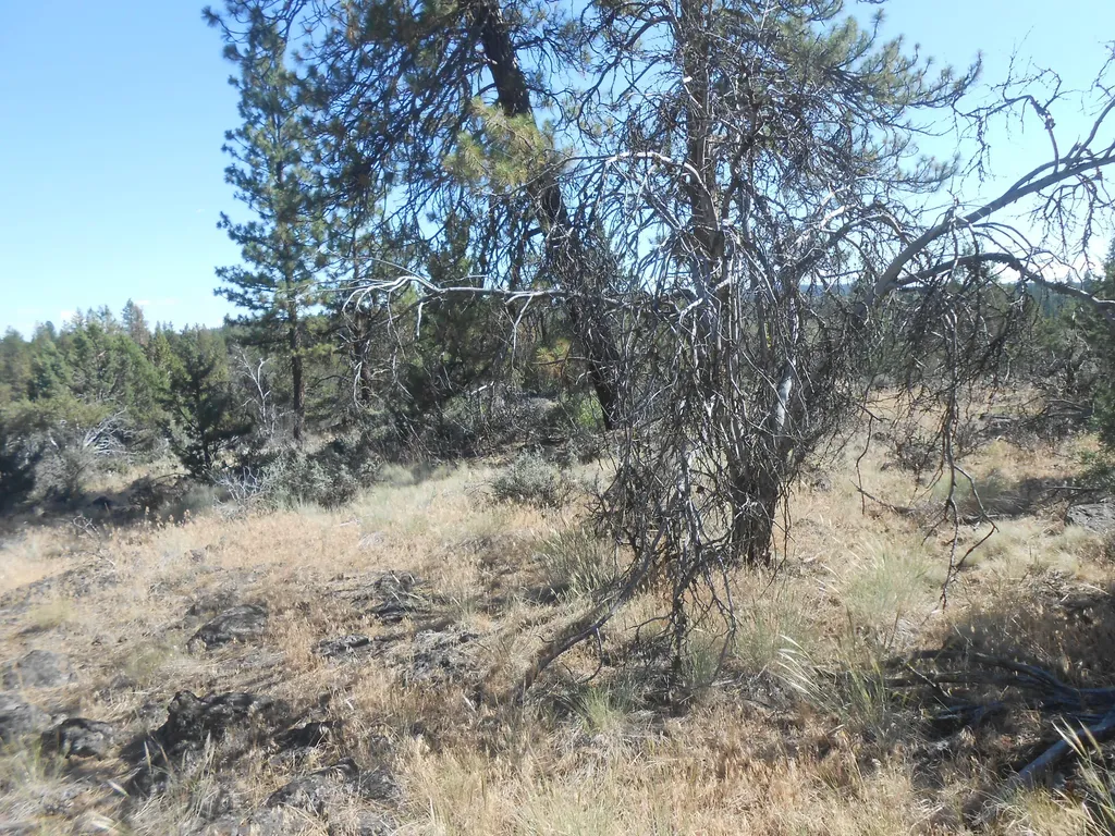 0 Ground Squirrel Drive Bonanza OR 97623