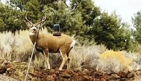 60384 Arnold Market Road Bend OR 97702