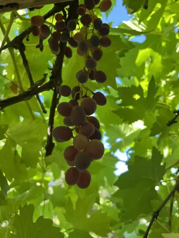 2208 Lupine Drive Ashland OR 97520