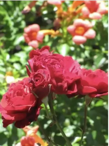 180 Ohio Street Ashland OR 97520