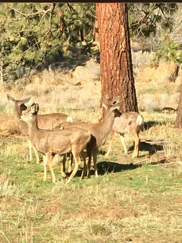 1084 E Horse Back Trail Sisters OR 97759