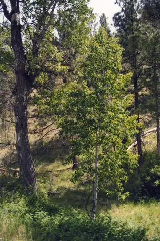 15315 NE Schnieder Way Prineville OR 97754