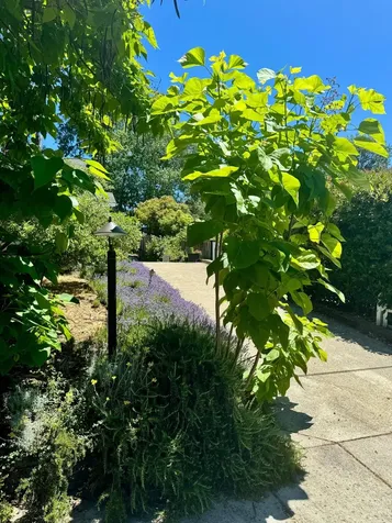 1011 NW Hawthorne Avenue Grants Pass OR 97526
