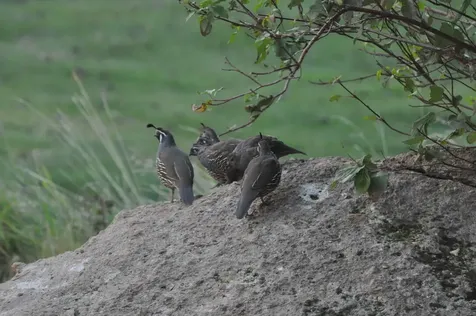 64095 Tamoli Lane Bend OR 97703