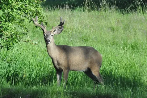 64095 Tamoli Lane Bend OR 97703