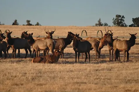 64095 Tamoli Lane Bend OR 97703