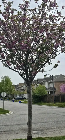 65 Maple Ridge Crescent Markham ON L6E 1V2