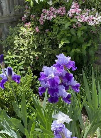 5 Silver Maple Crescent Barrie ON L4N 0Y4