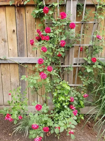 14 Charlemagne Avenue Barrie ON L4M 0A9