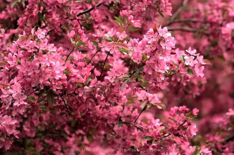 1416 Charles Drive Burlington ON L7P 2C9