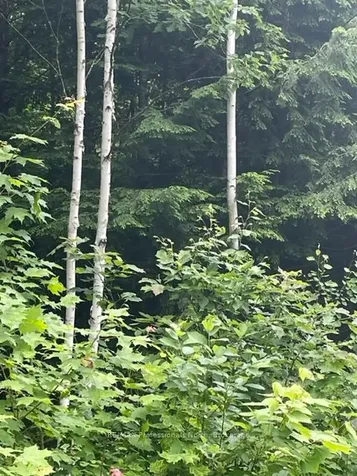 0 Big Hawk Lake Road Algonquin Highlands ON K0M 1S0