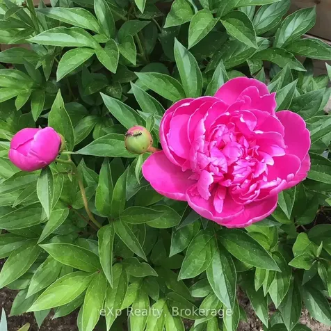 11 Elizabeth Street Brockton ON N0G 2V0