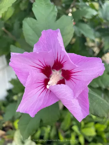 9 Algonquin Lane Ashfield-colborne-wawanosh ON N7A 3Y2