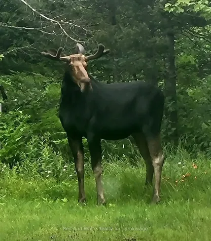 2650 Nipissing Road S Magnetawan ON P0A 1P0