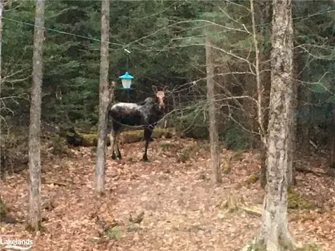 1290 Tattersal Road Dysart Et Al ON K0M 1S0