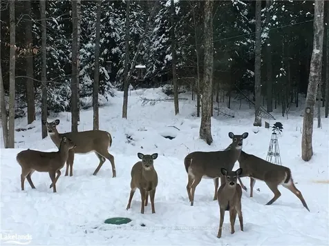 1290 Tattersal Road Dysart Et Al ON K0M 1S0