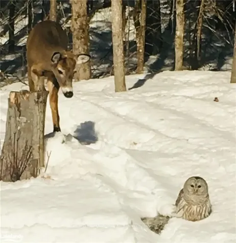 1290 Tattersal Road Dysart Et Al ON K0M 1S0