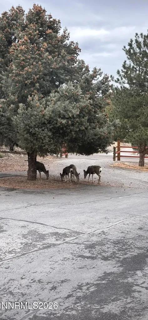 21595 Dortort Reno NV 89521